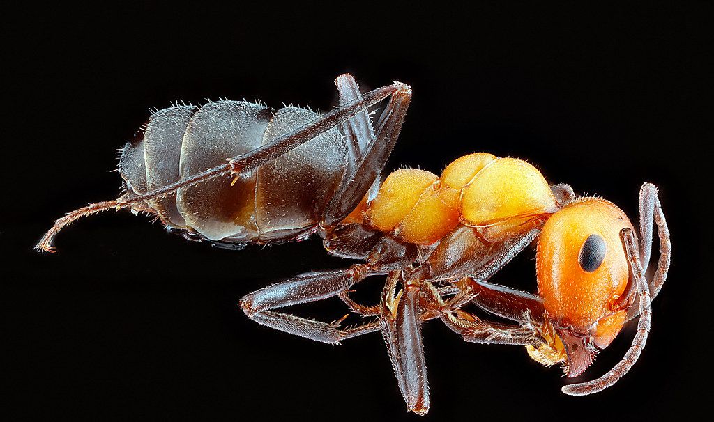 Ant Control service in Lawton, OK