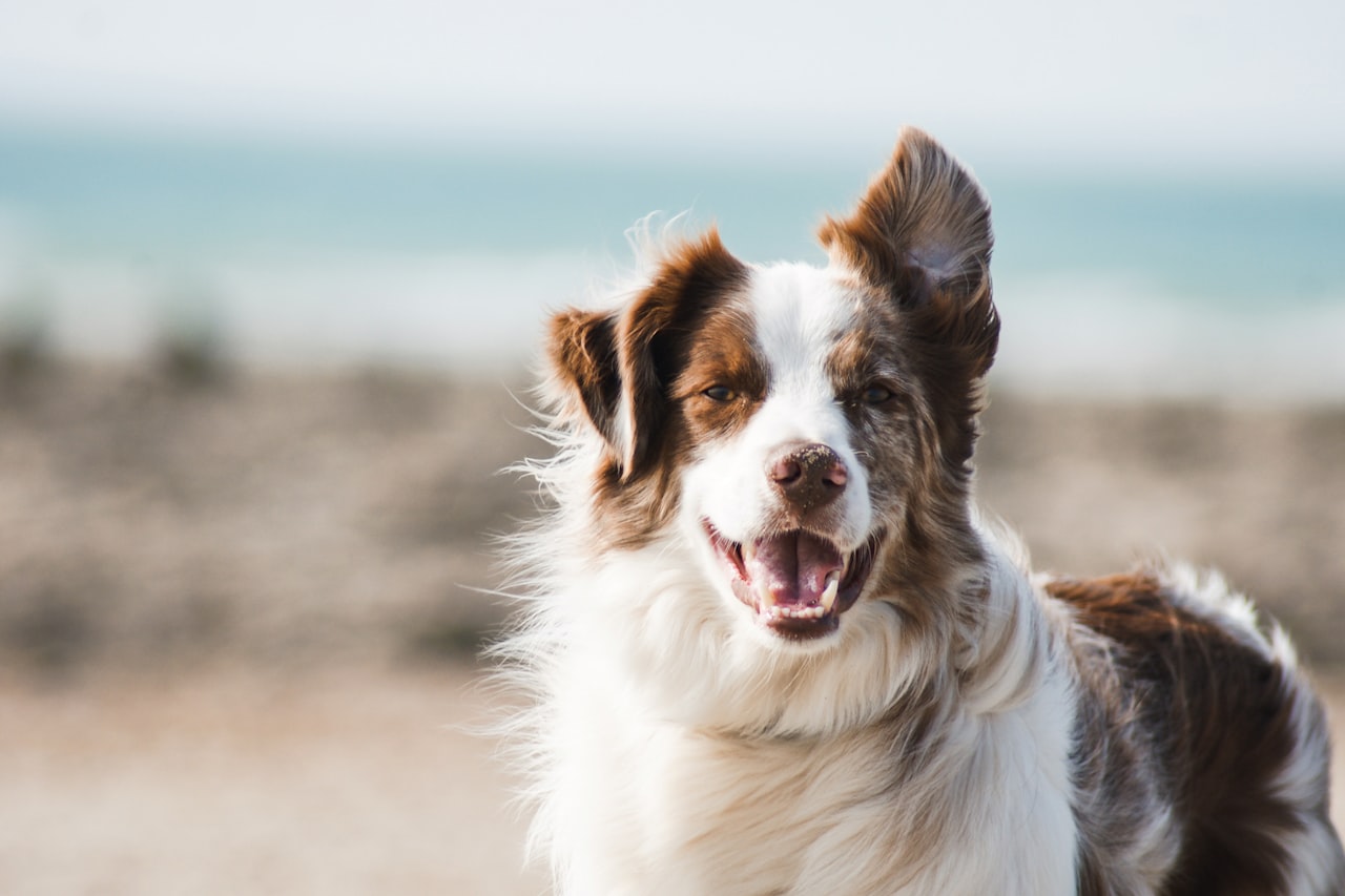 Flea & Tick Control service in Lawton, OK
