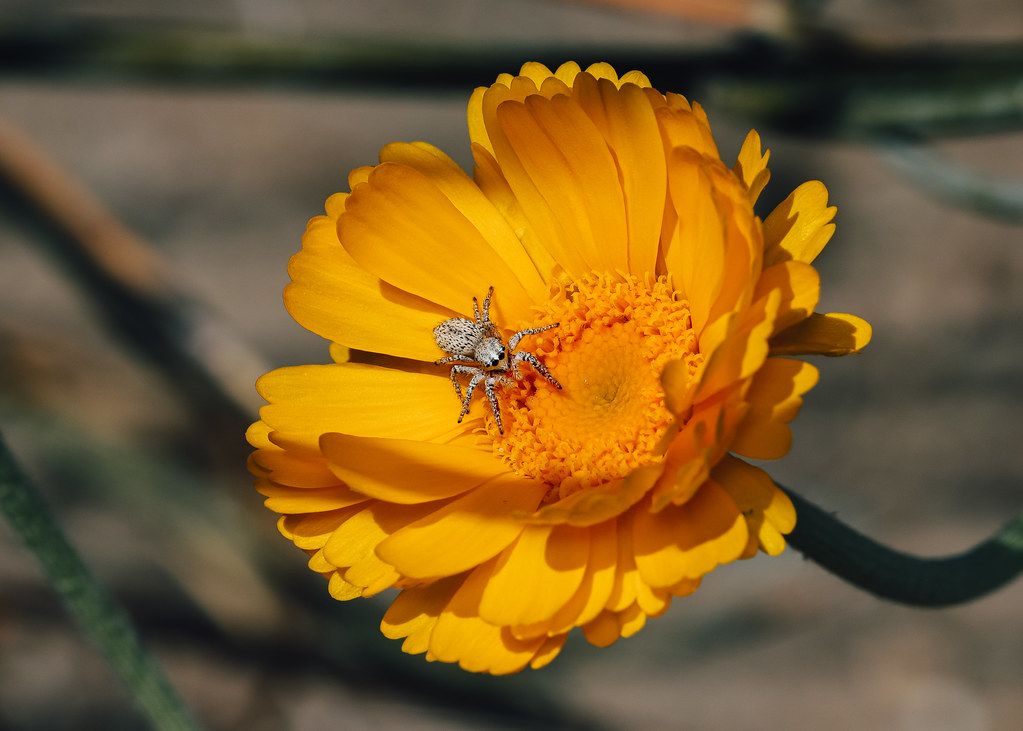 Spider Control service in Lawton, OK